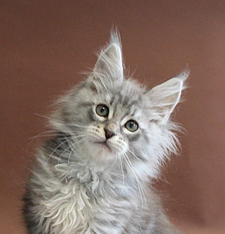 Maine Coon New Zealand Blue Silver Tabby boy