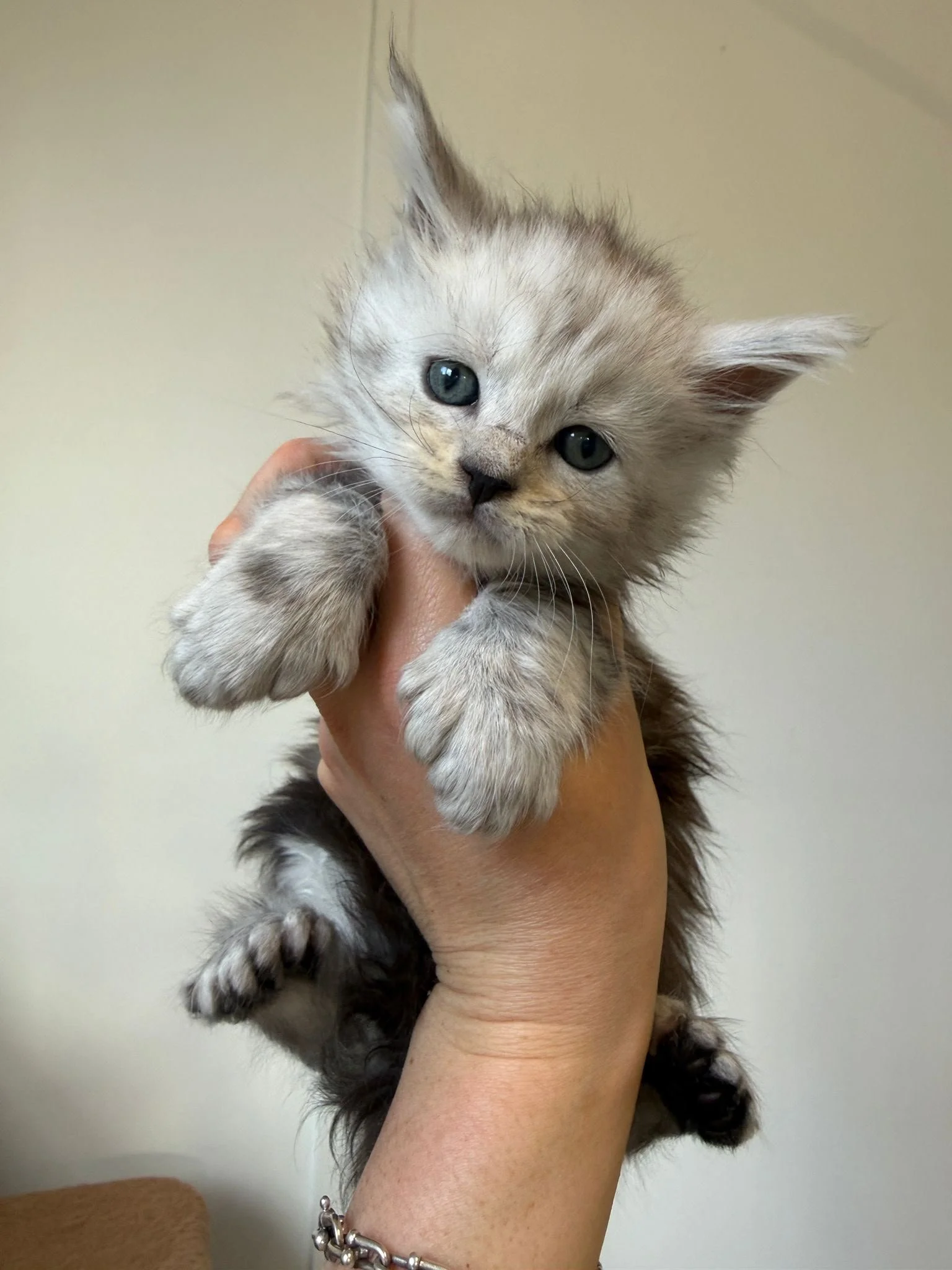 maine coon silver shaded new zealand