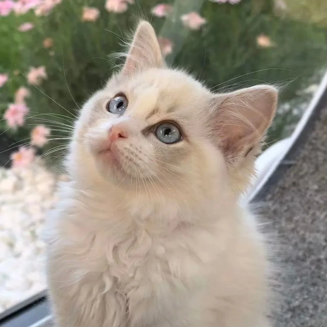 ragdoll blue tabby bicolour new zealand