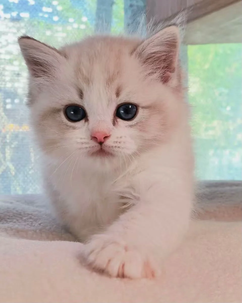 ragdoll blue tabby bicolour new zealand