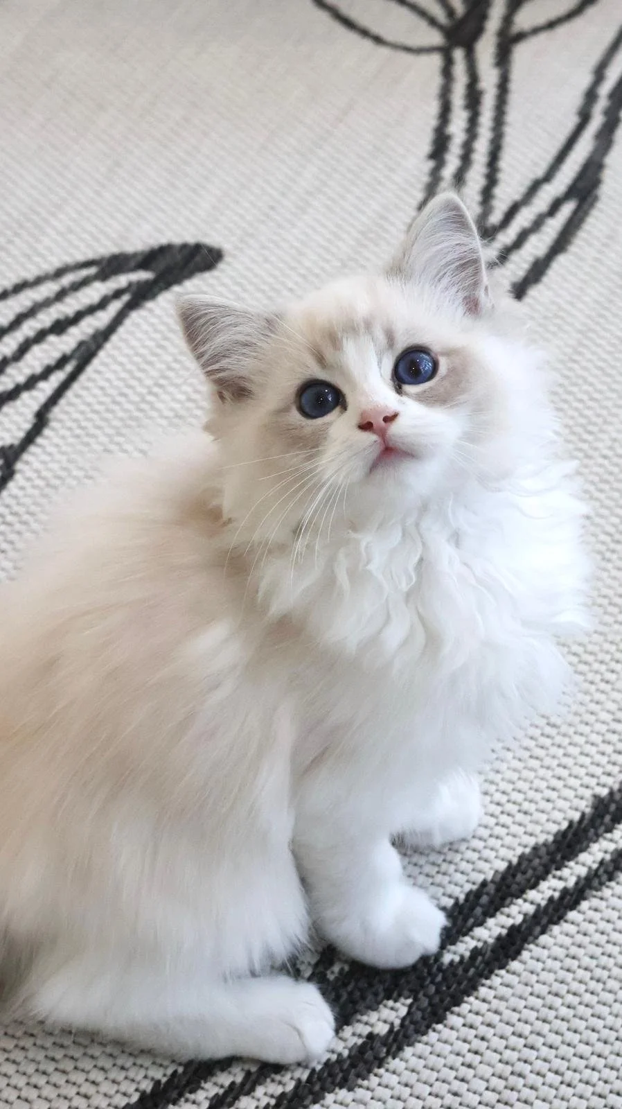 ragdoll blue bicolour lynx new zealand