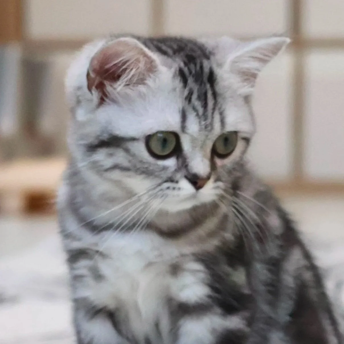 british shorthair silver tabby