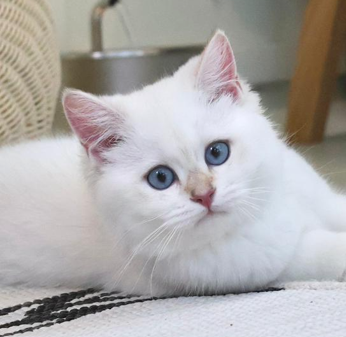 British Shorthair kitten golden point blue golden new zealand