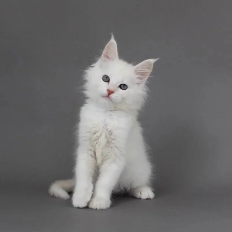 maine coon silver red new zealand