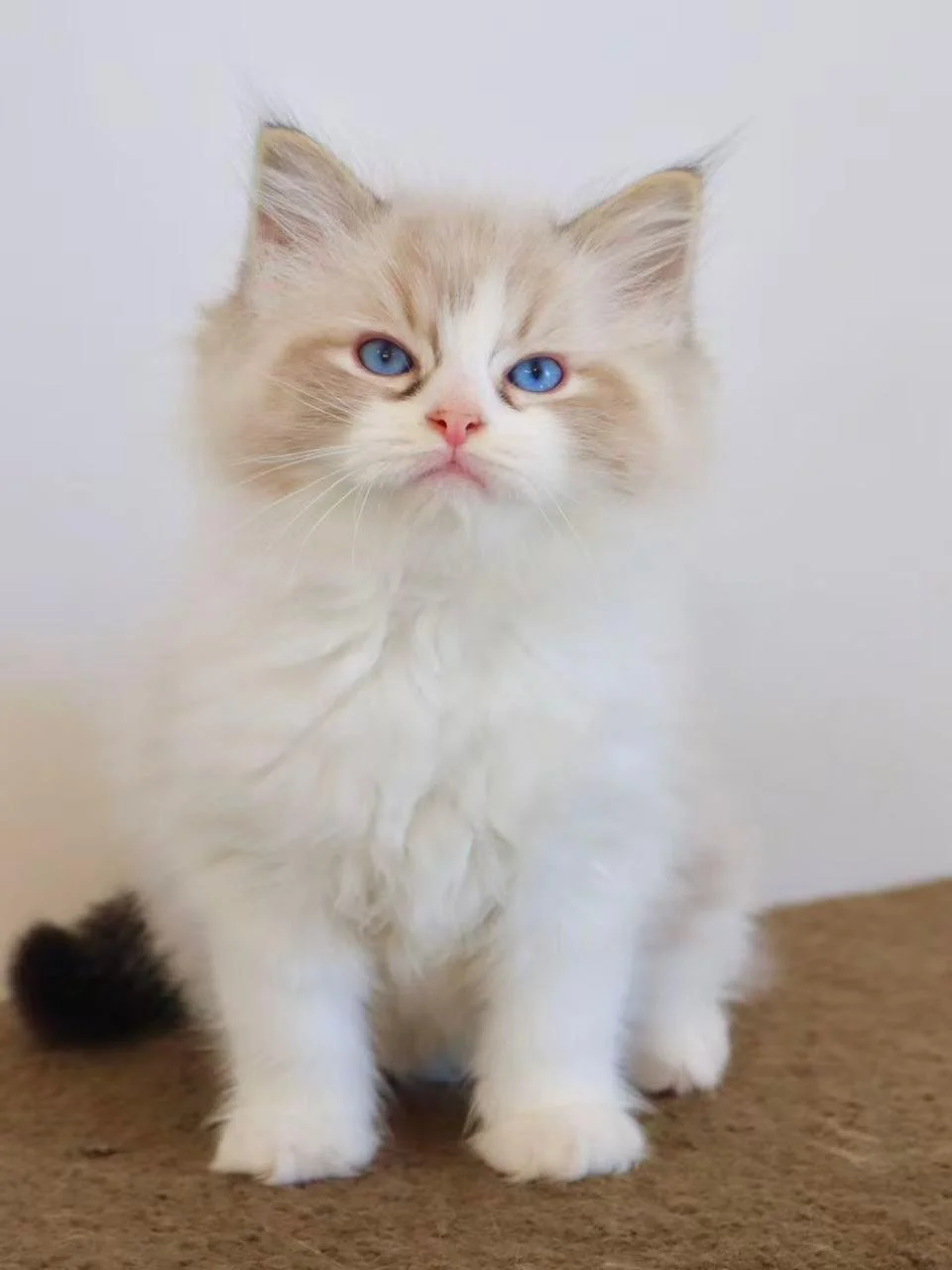 seal tabby bicolour ragdoll new zealand
