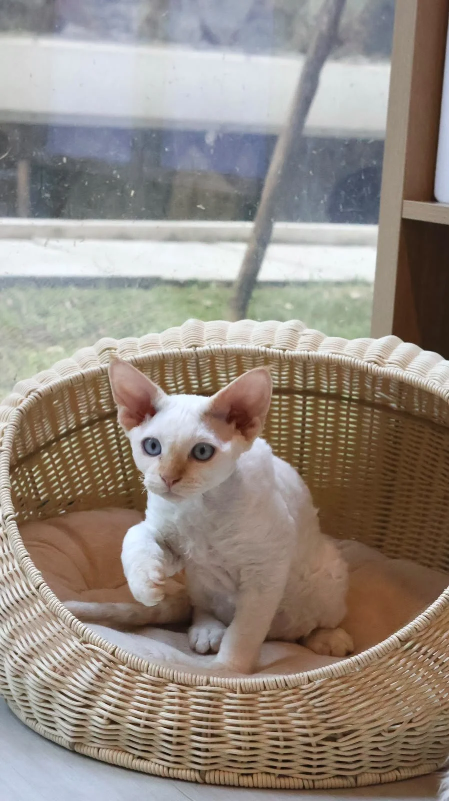 devon rex red colourpoint new zealand