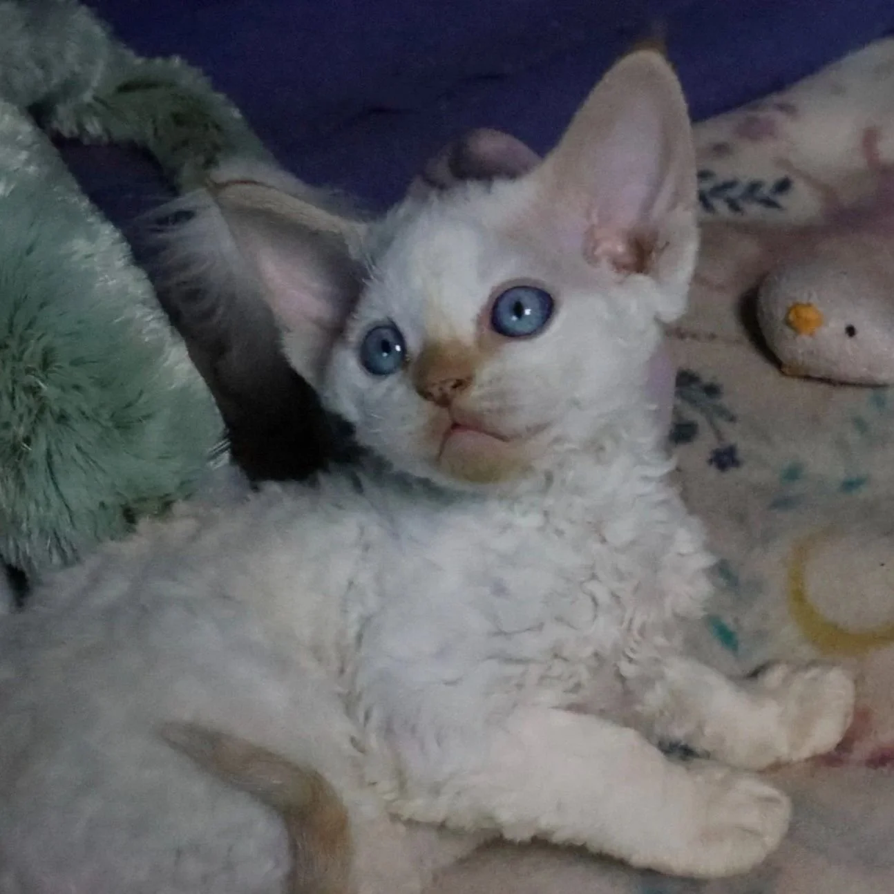 devon rex red colourpoint new zealand