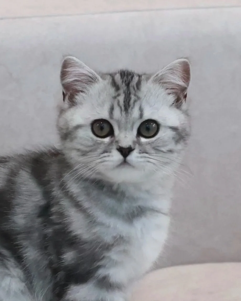 british shorthair silver tabby