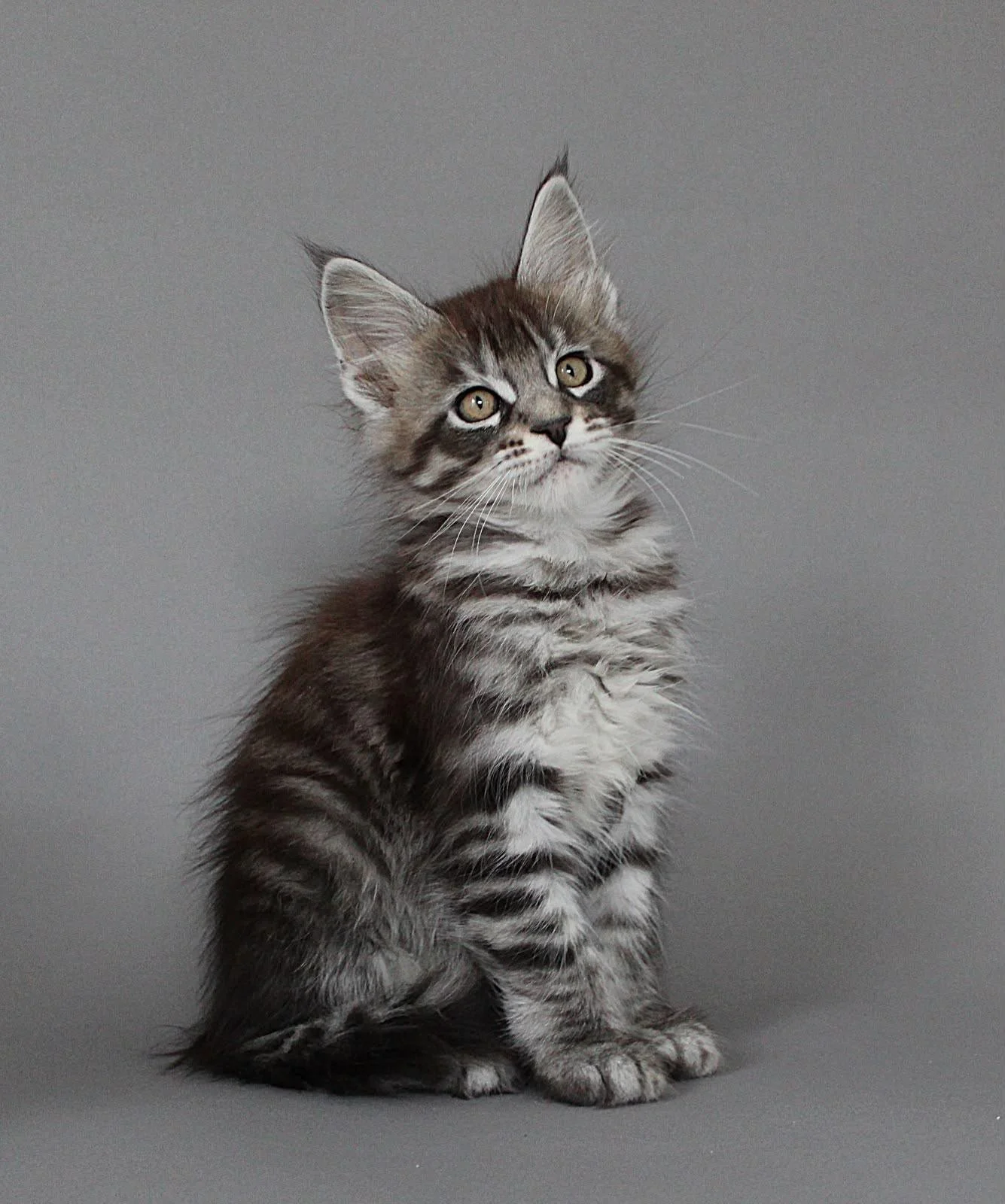 maine coon black silver tabby new zealand