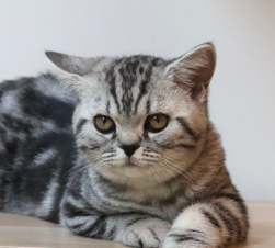 silver tabby british shorthair new zealand