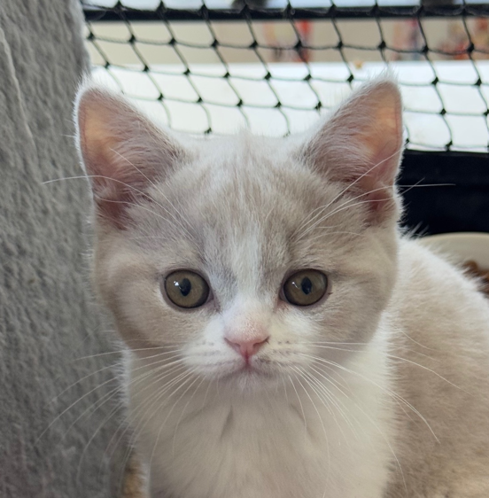 British shorthair lilac bicolour new zealand