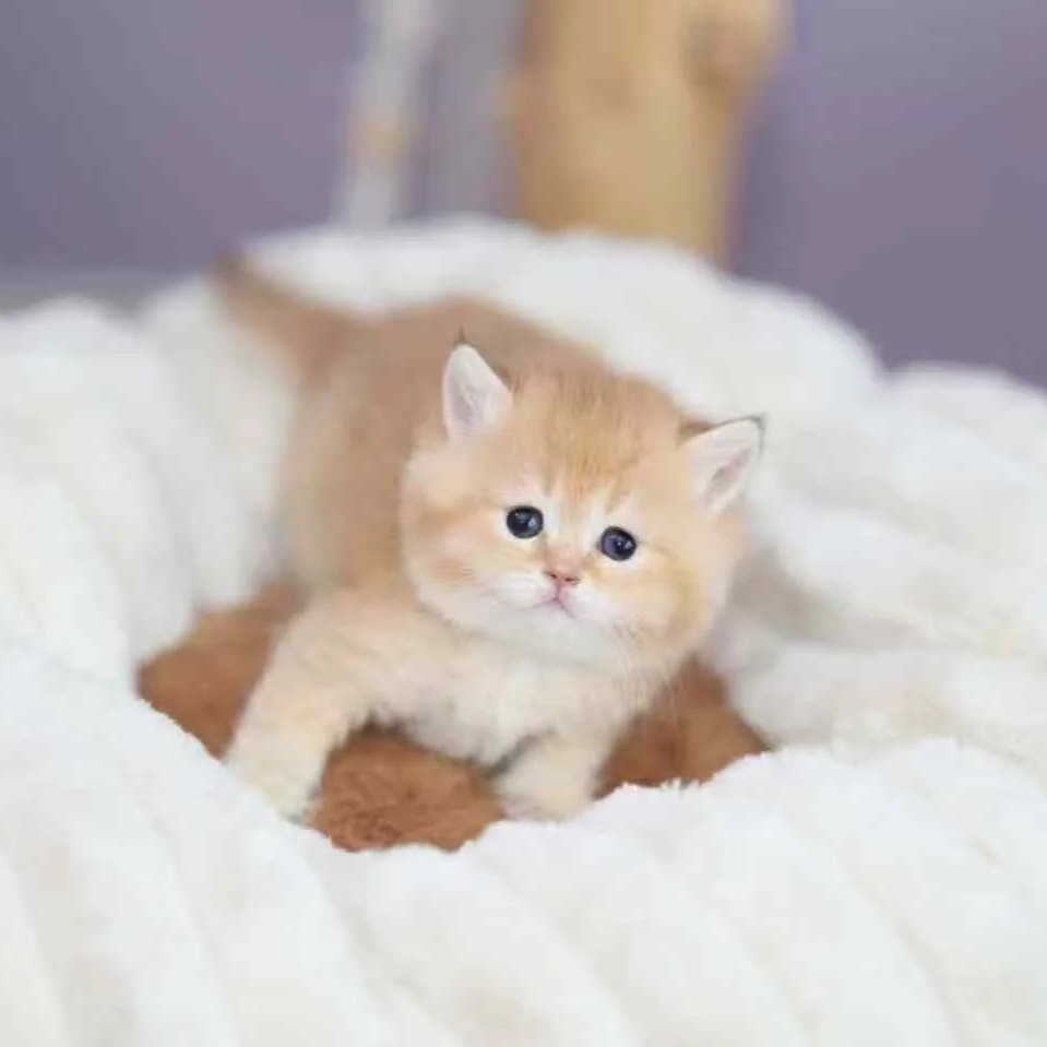 golden shaded british shorthair united kingdom