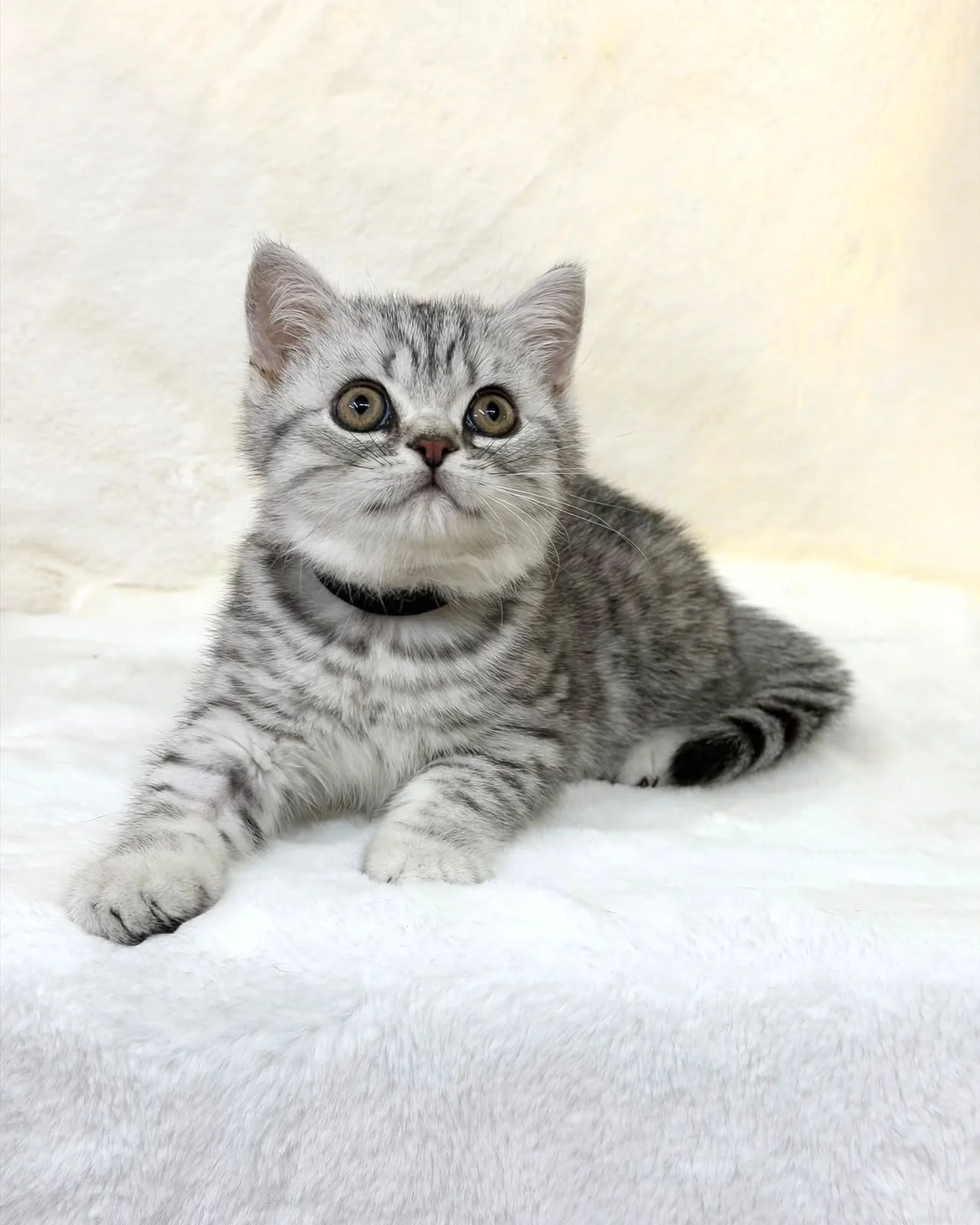 British shorthair black silver spotted tabby
