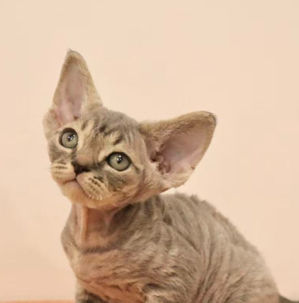 devon rex blue tabby new zealand