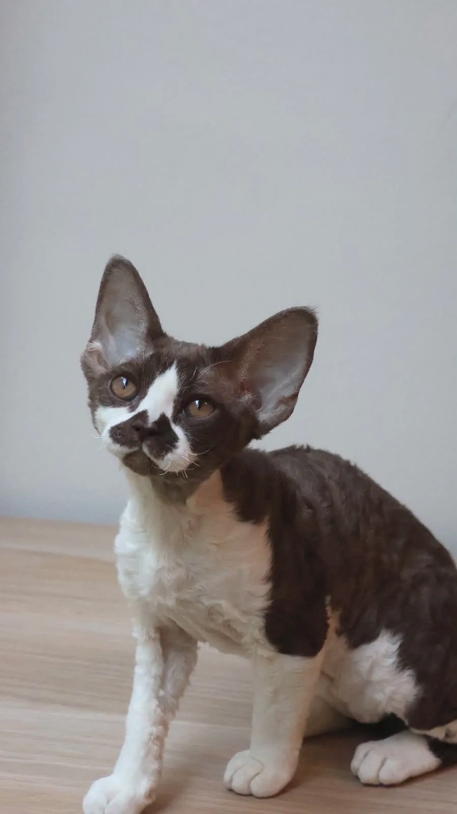 devon rex chocolate bicolour new zealand