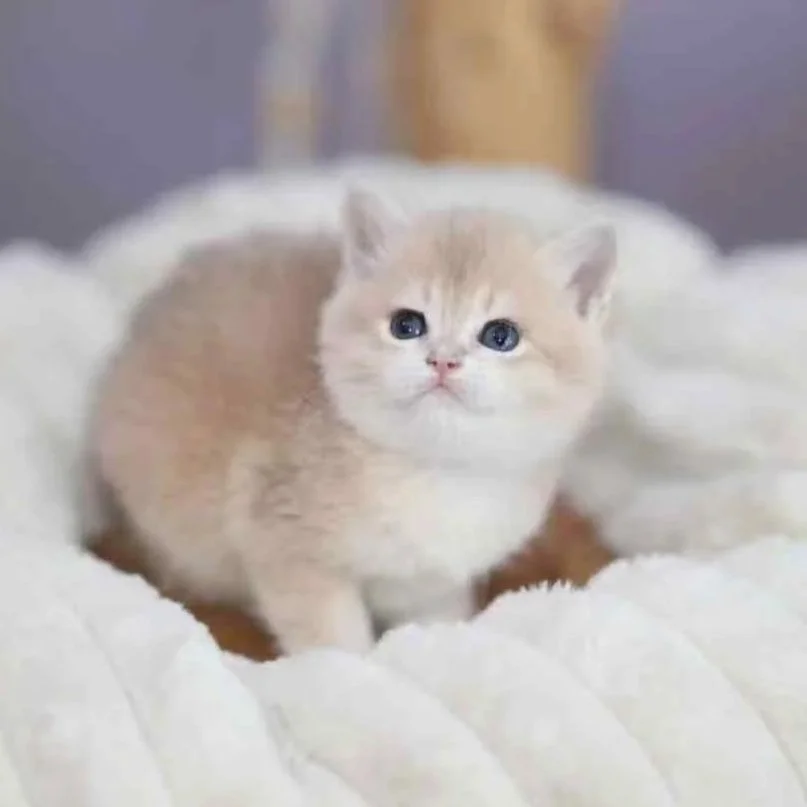 British shorthair blue golden shaded