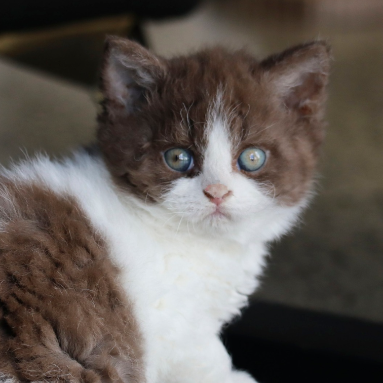 Selkirk Rex new zealand