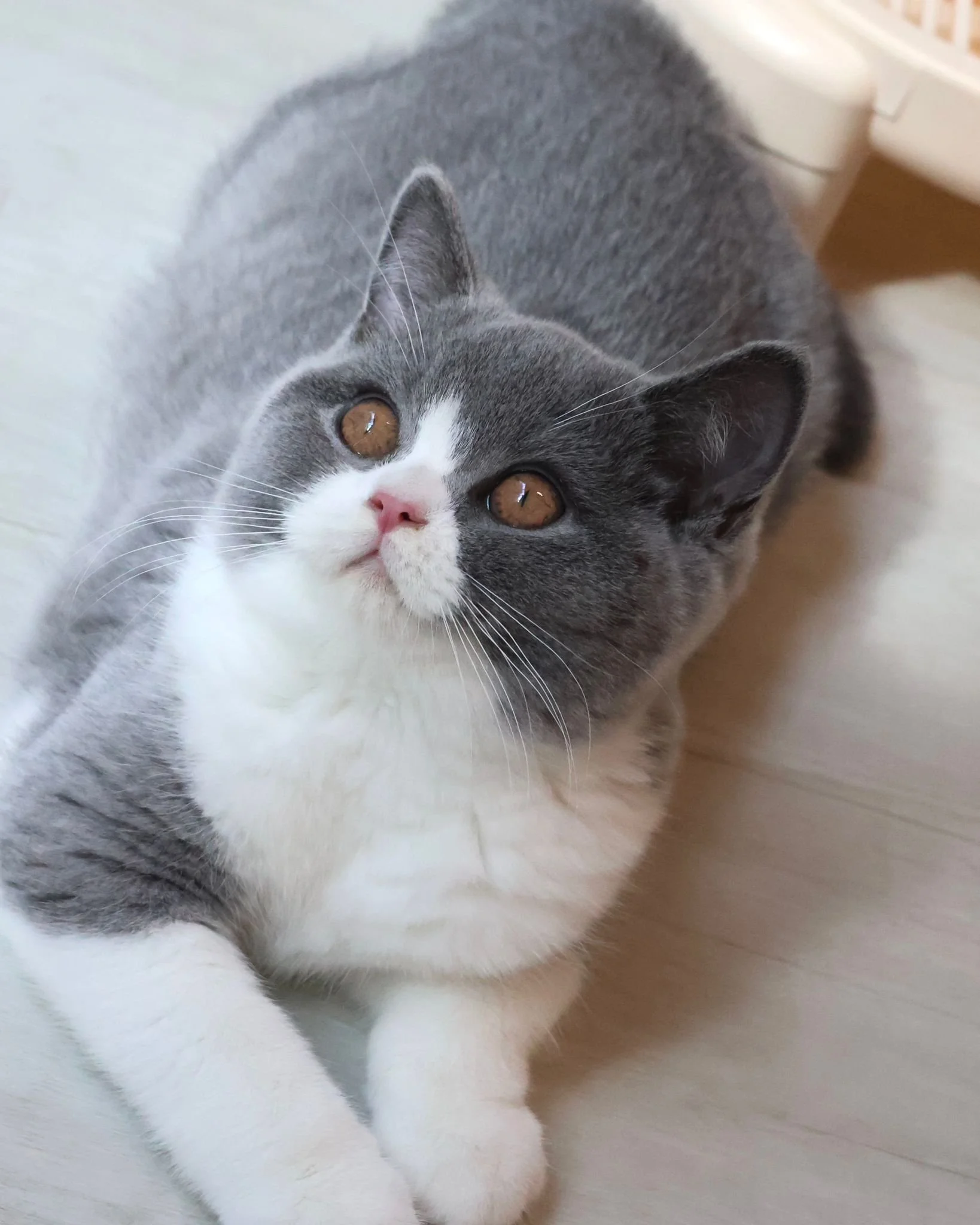 british shorthair blue bicolour new zealand