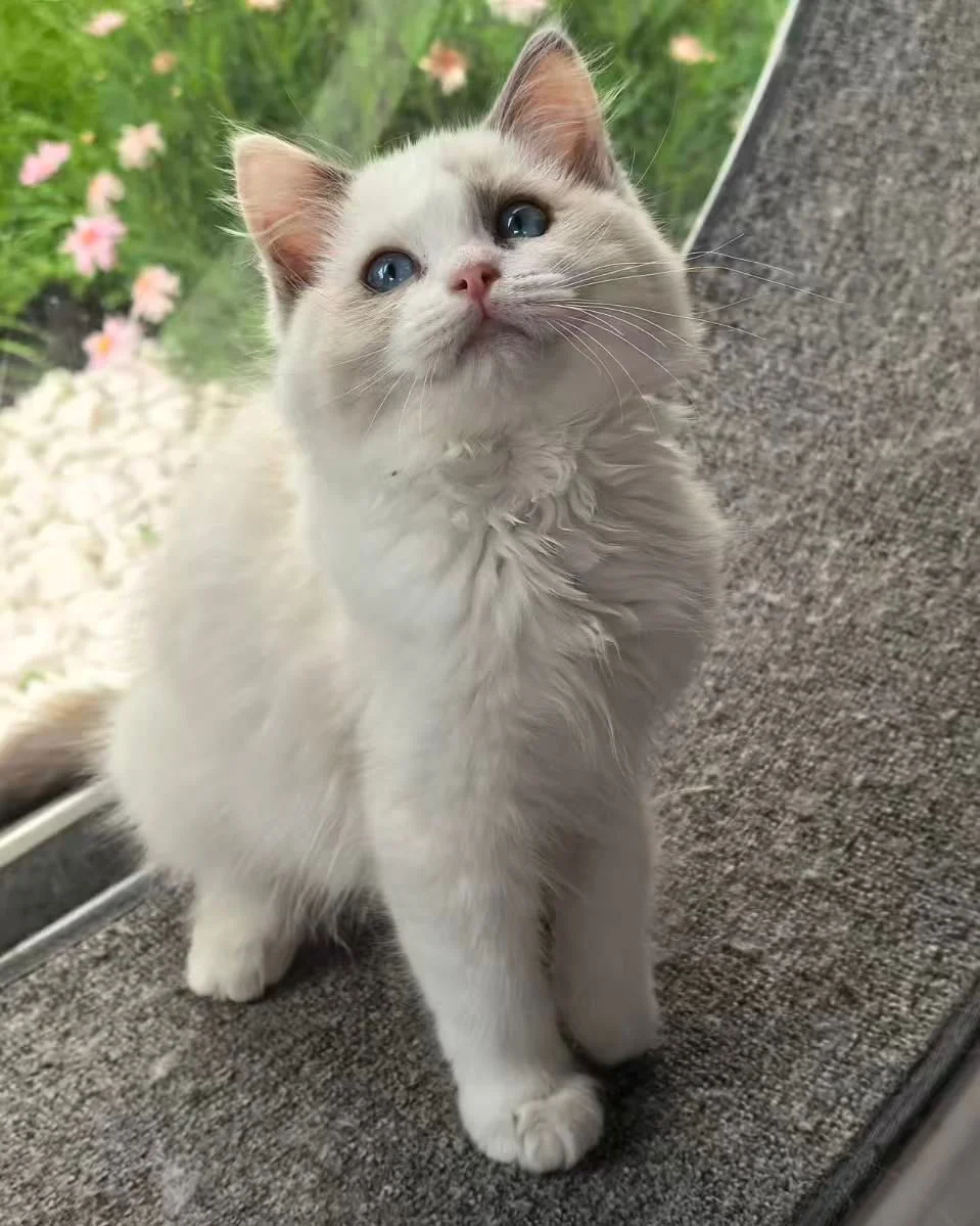 ragdoll tortie
