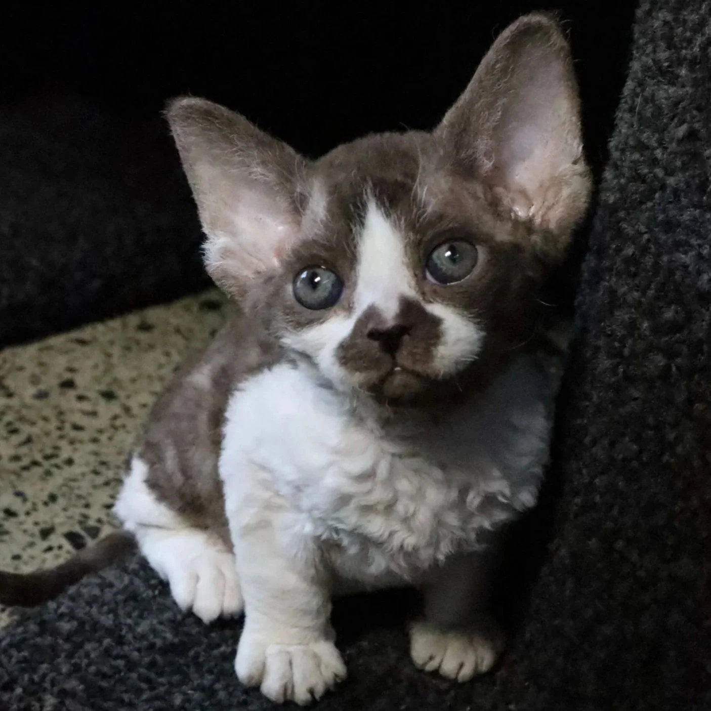 devon rex chocolate bicolour new zealand
