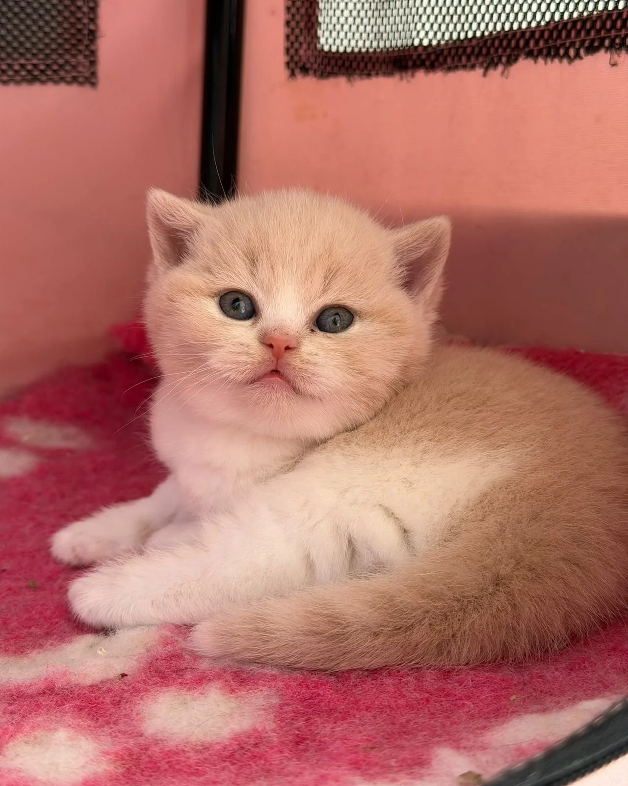 british shorthair cream bicolour