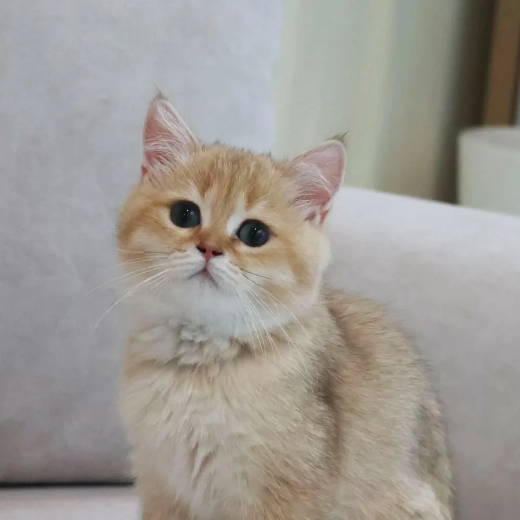 golden shaded british shorthair united kingdom