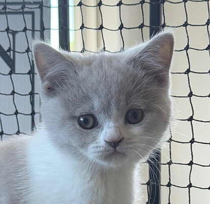 British Shorthair kitten lilac bicolour new zealand