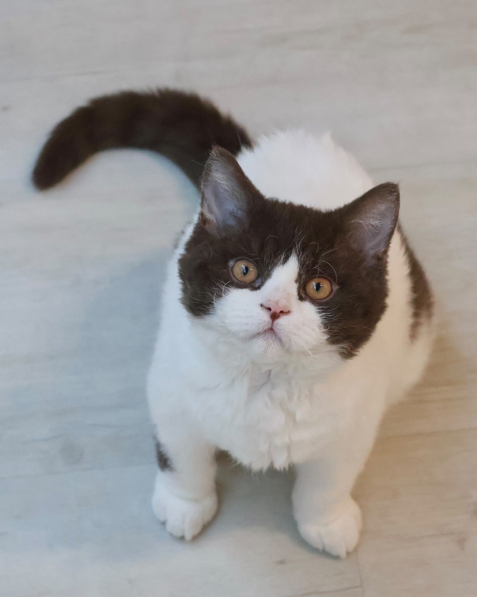 selkirk rex
