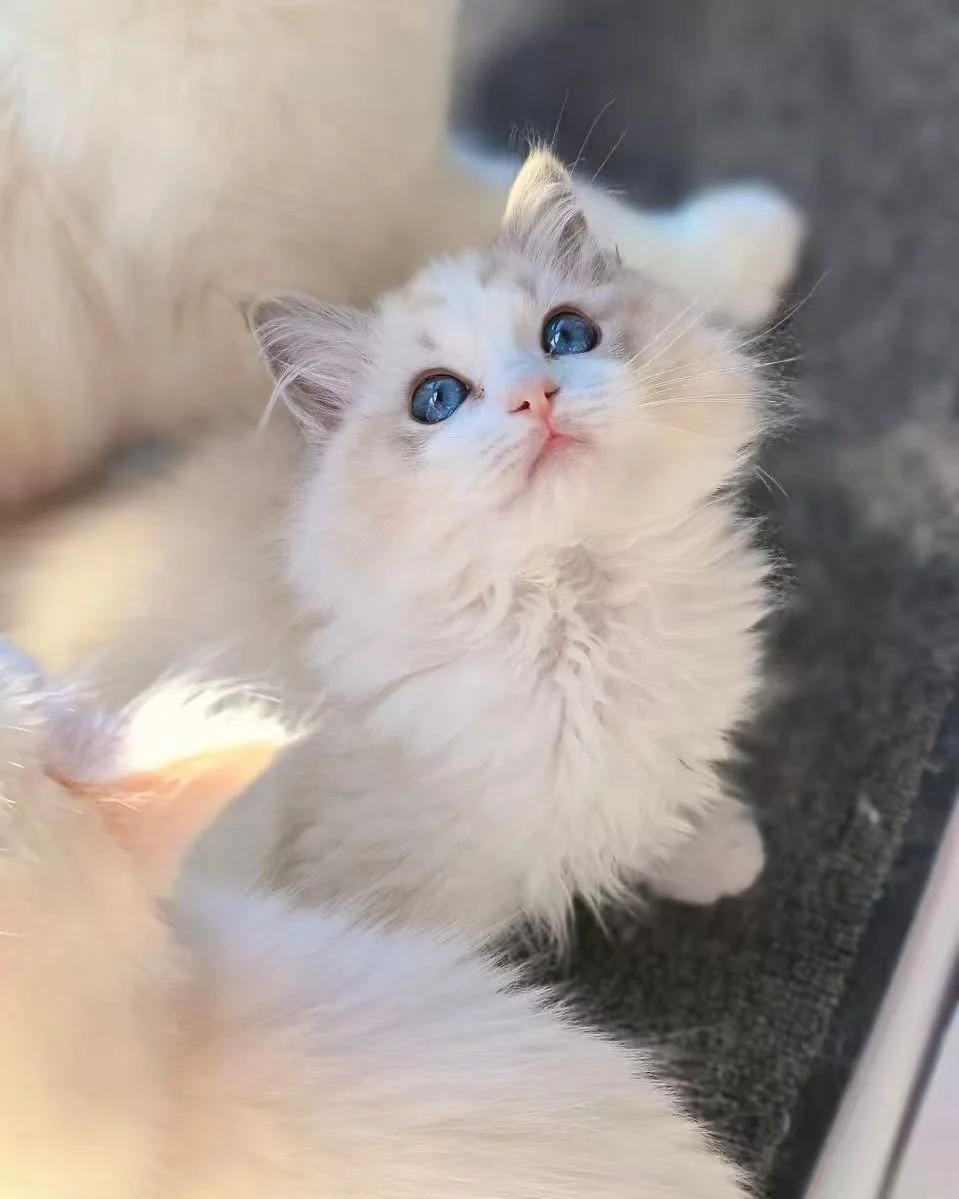ragdoll seal tabby bicolour new zealand