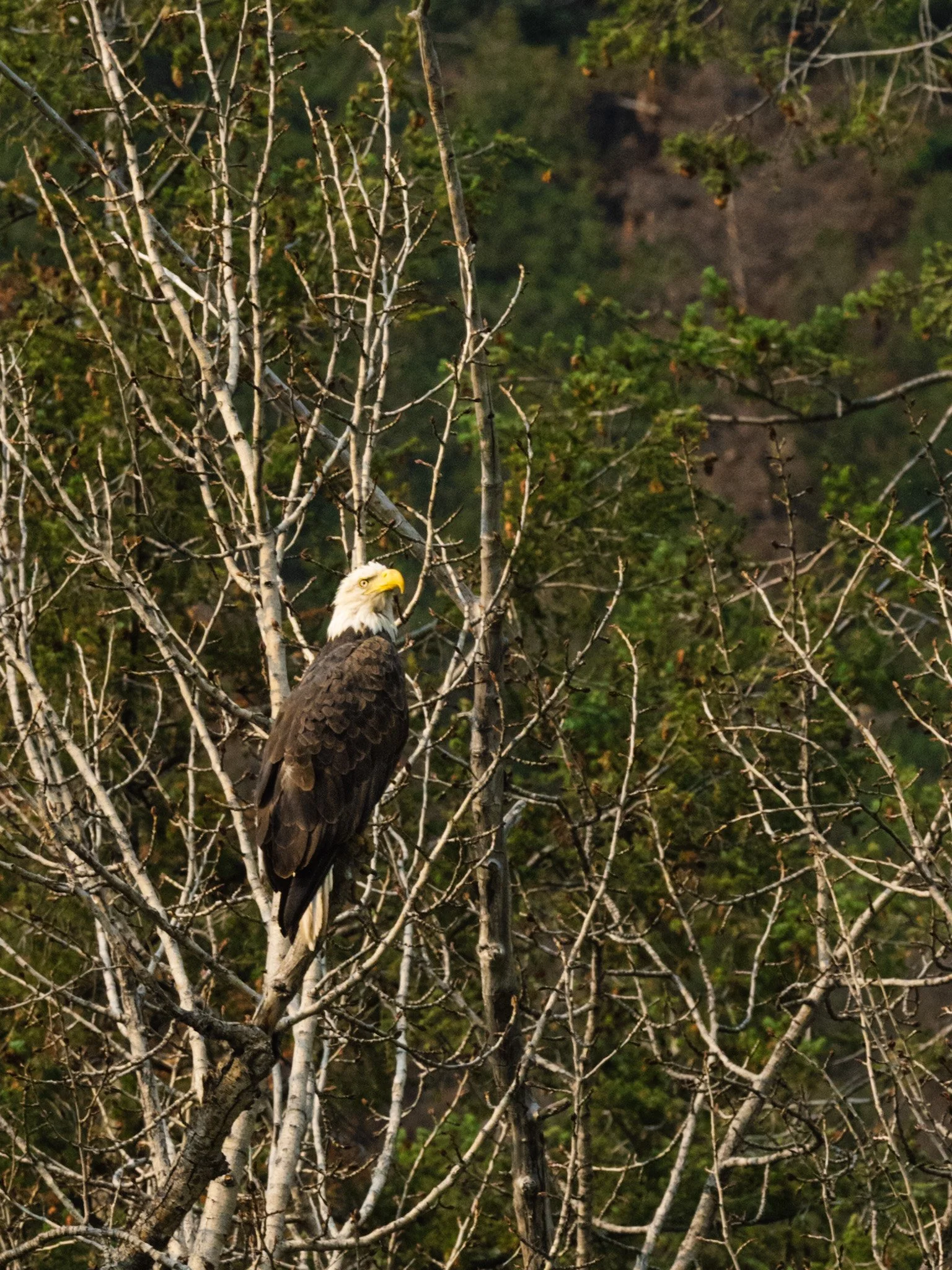 A bald eagle perches on a tree limb.