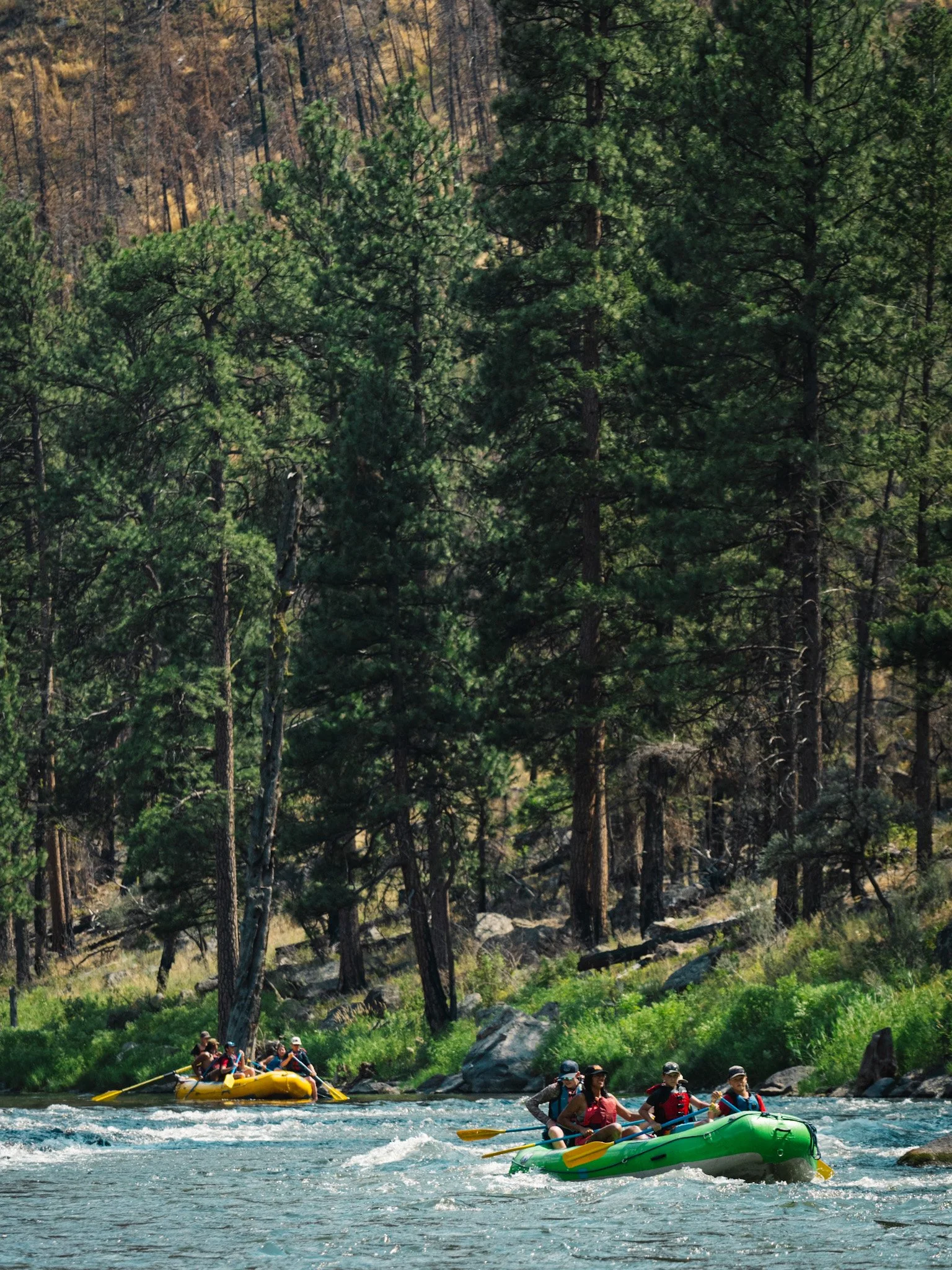 Two rafts navigate a stretch of river with mild whitewater and green grass lining the banks shaded by tall pine trees.