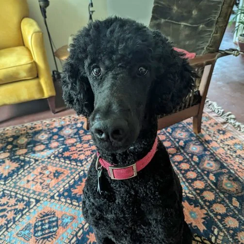 Atticus, a black poodle with a red collar, sitting on a patterned rug in a living room designing websites in his head.