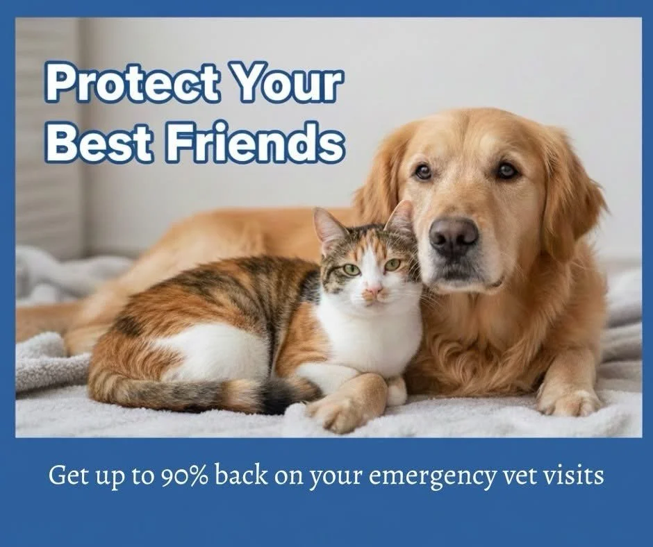 Protect your furry family members with Pet Insurance