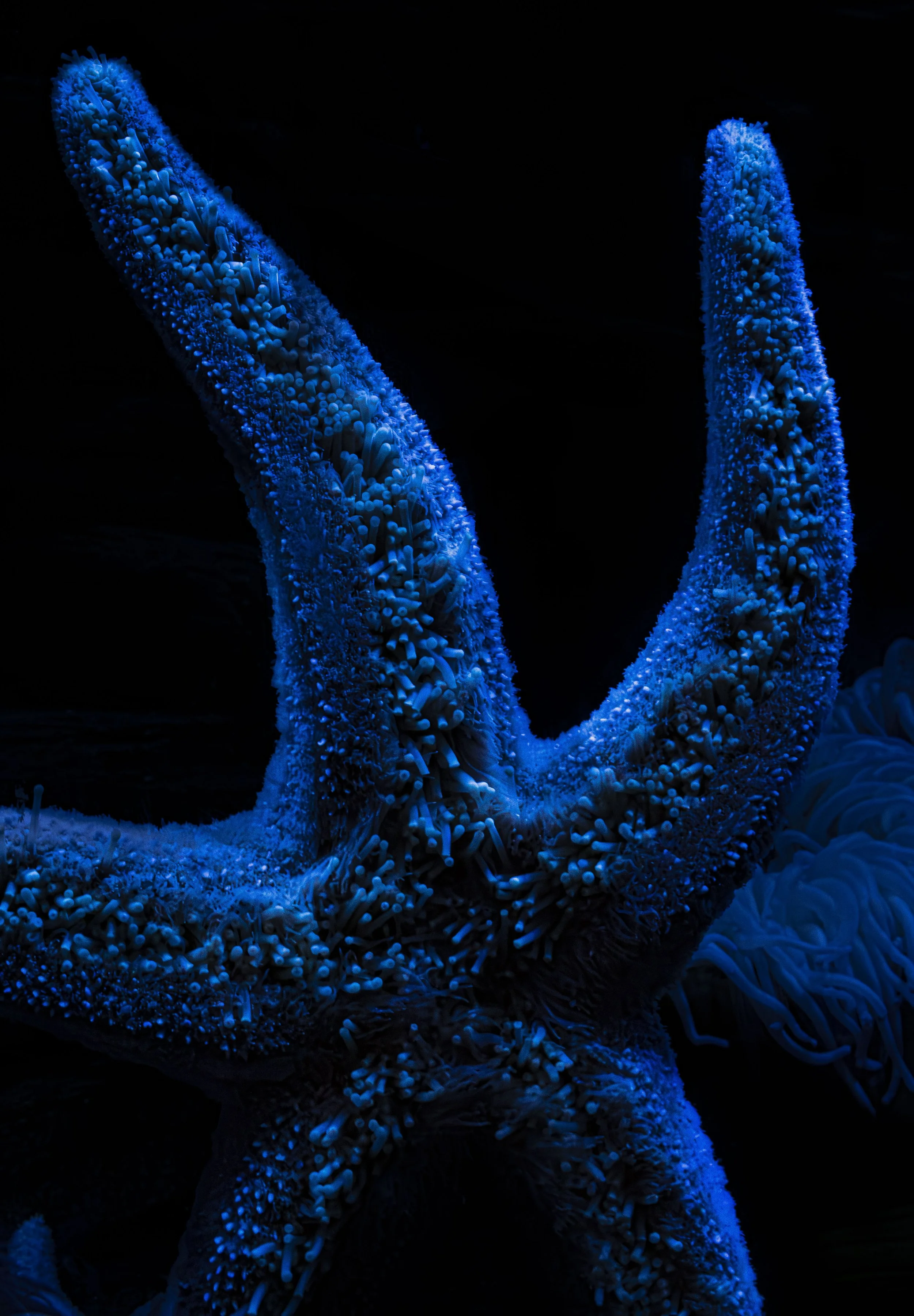 Starfish_1.jpg