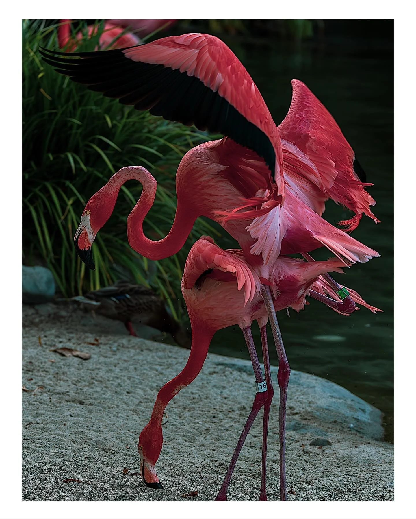 Just some random candid moments of zoo critters and people critters from the past year