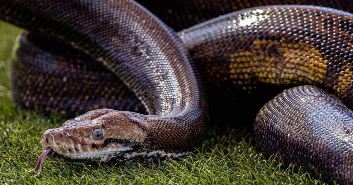 What&rsquo;s up Buttercup! 🐍 Buttercup is a female Burmese python. She&rsquo;s a big girl - over 13 feet long and weighs nearly 50 pounds!

#wildlifeconservation #outofafricawildlifepark #snakephotography #animalhusbandry