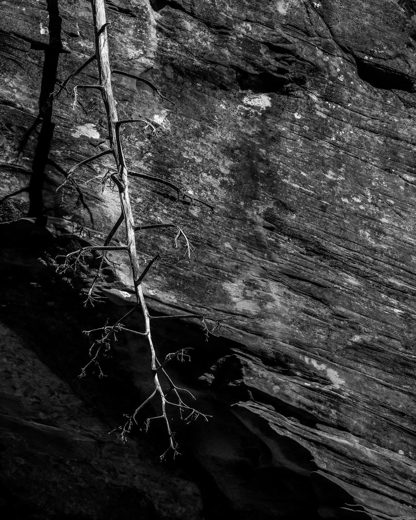 West fork Trail, Sedona 
-
-
-
#sedona #sedonaphotographer #naturephotography #blackandwhite #westforktrail