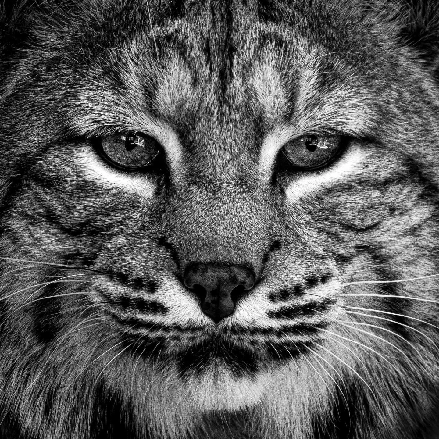 Bobcat from @phoenixzoo be like &ldquo;meow&rdquo; or whateva