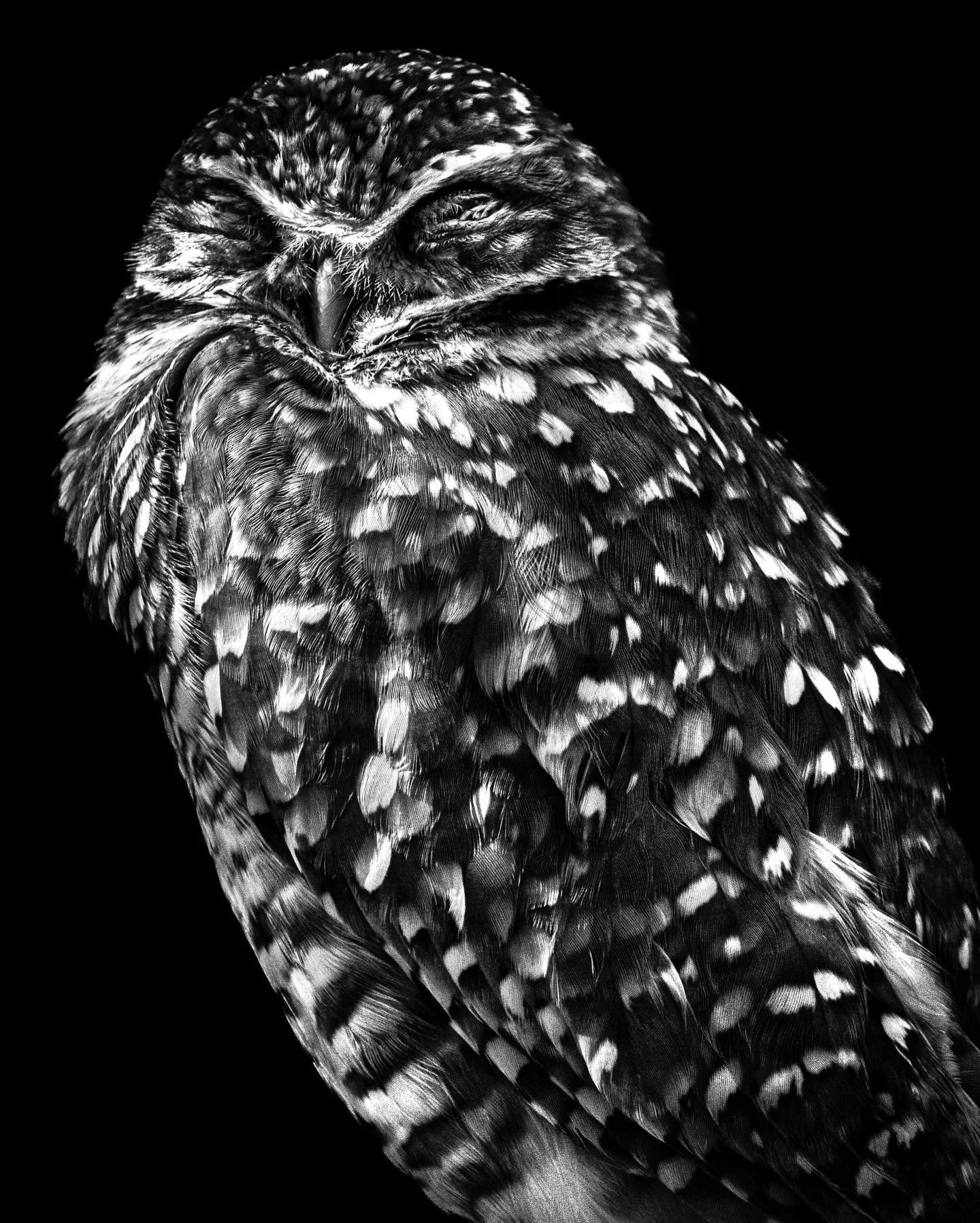 :)
-
-
-
#birdphotography #birdphotographer #owlphotography