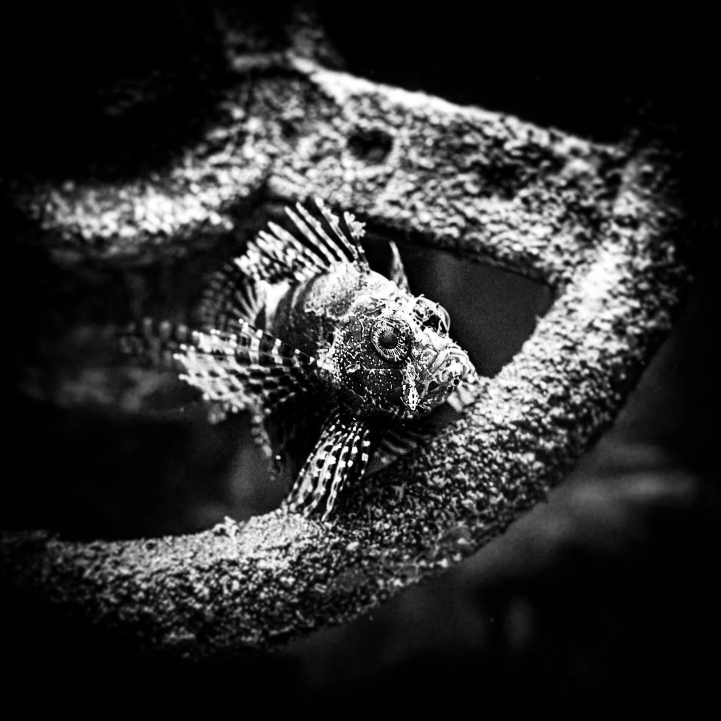 Weird Fish 🐠 
&bull;
&bull;
&bull;
#fishphotography #underwaterphotograpy #aquariumlife #fishofinstagram