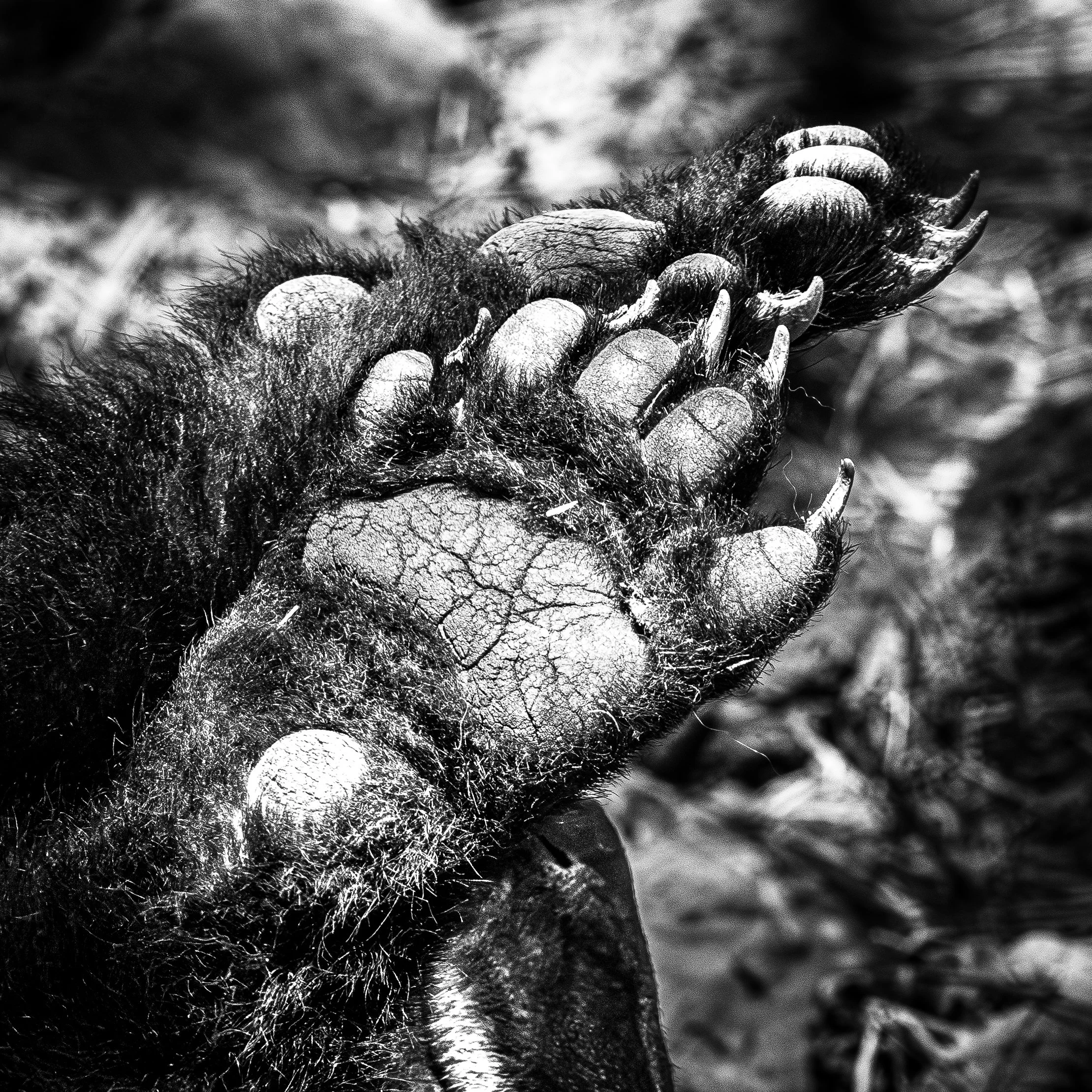 Paw.jpg