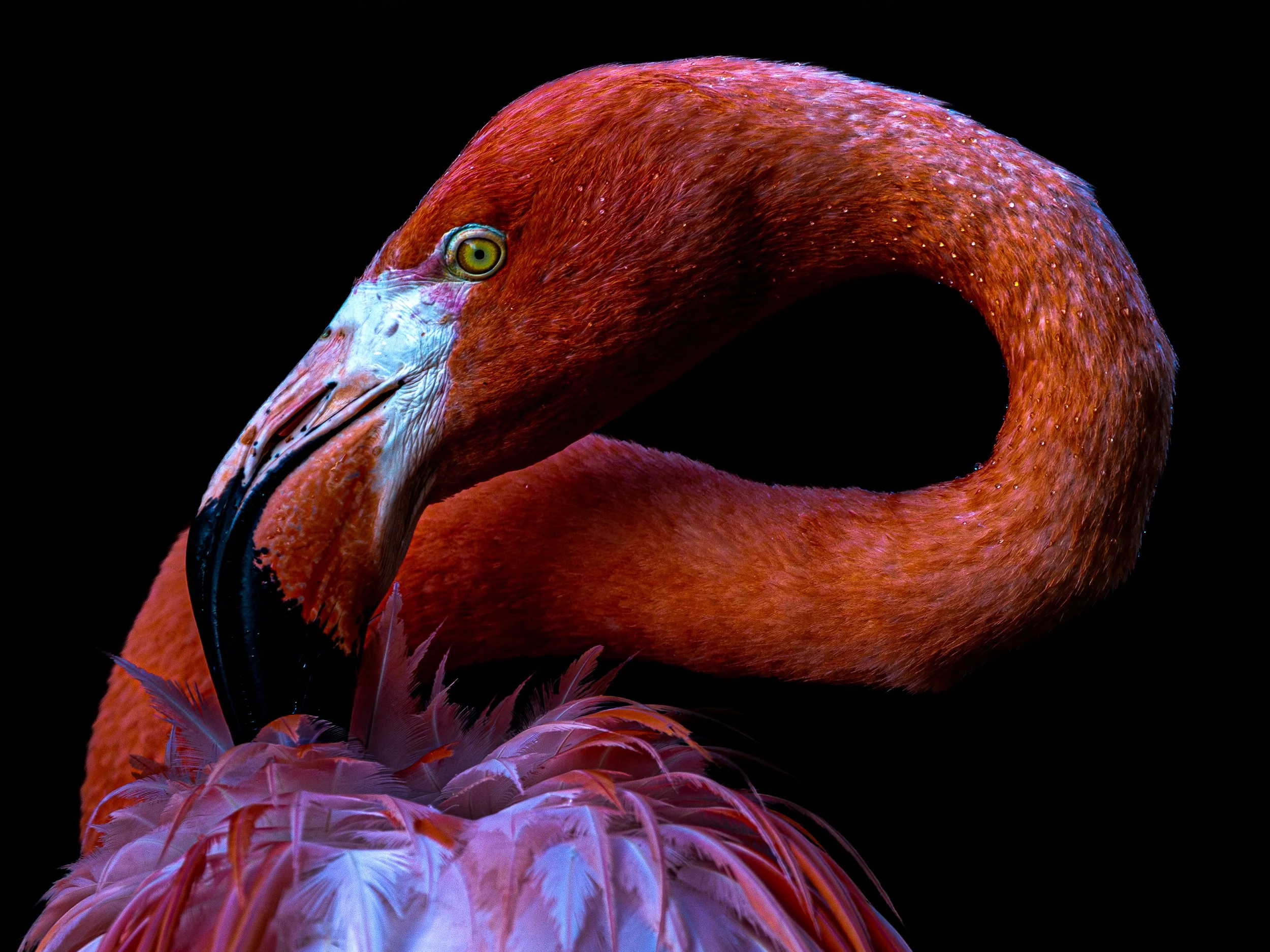 Flamingo Black.jpg