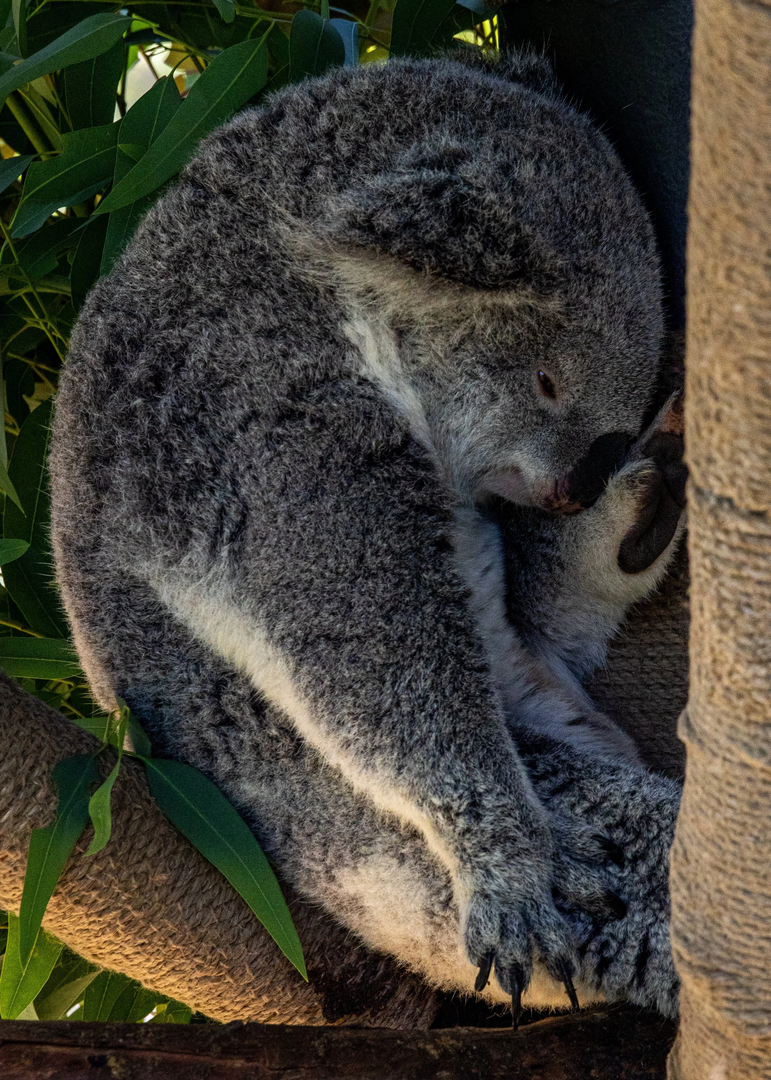Koala.jpg