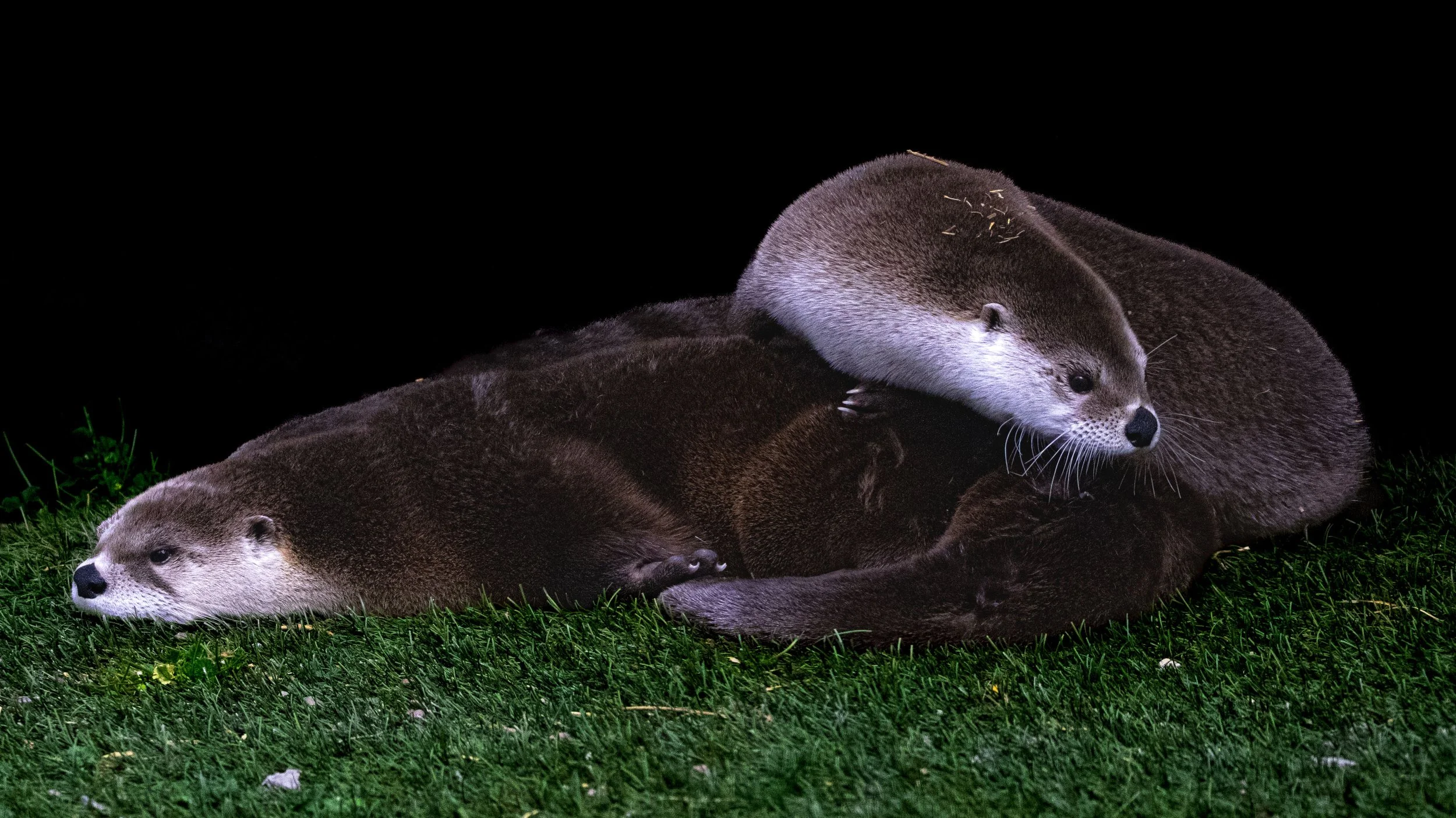 Otters at Bearizona.jpg