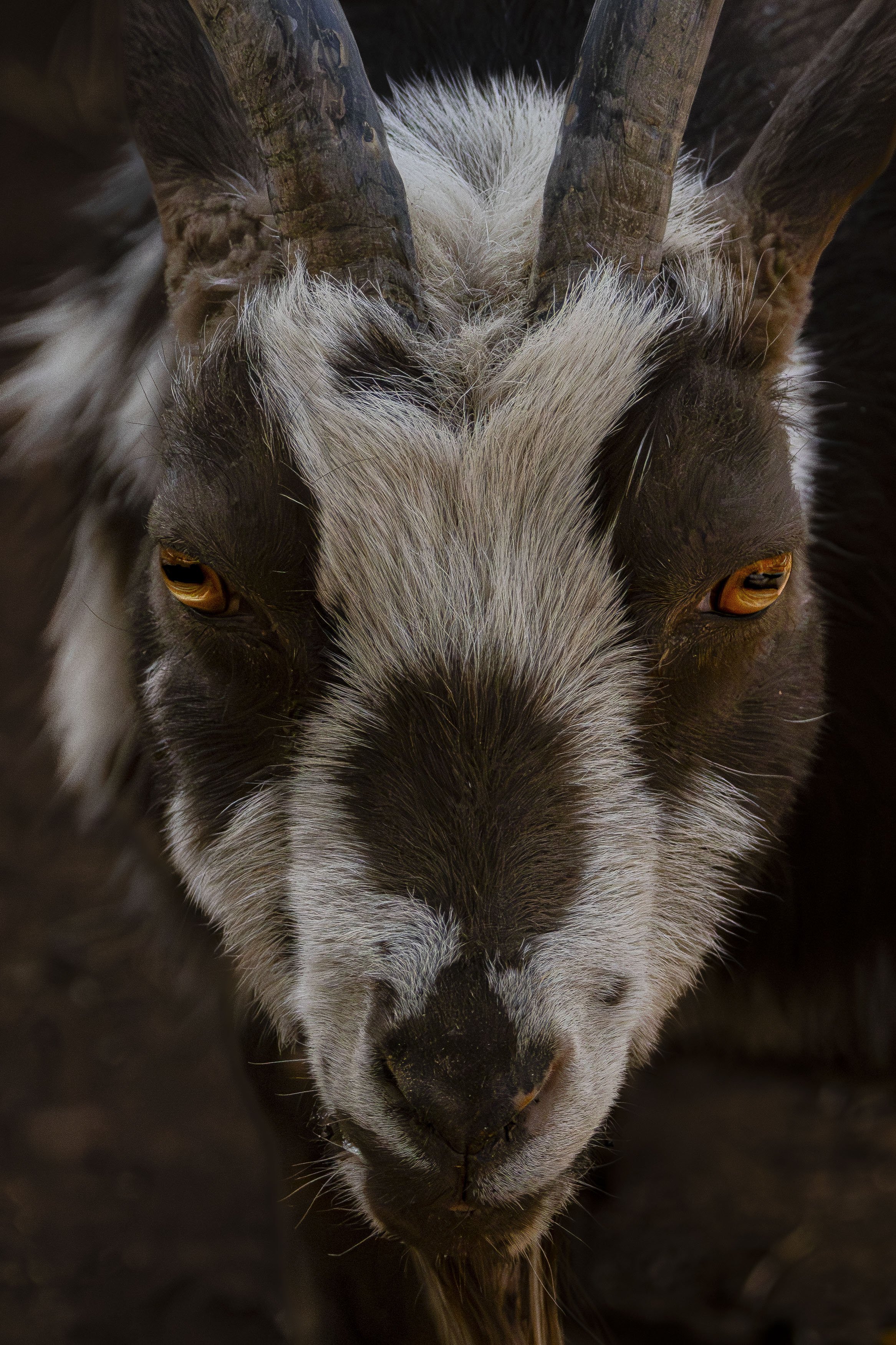 goat.jpg