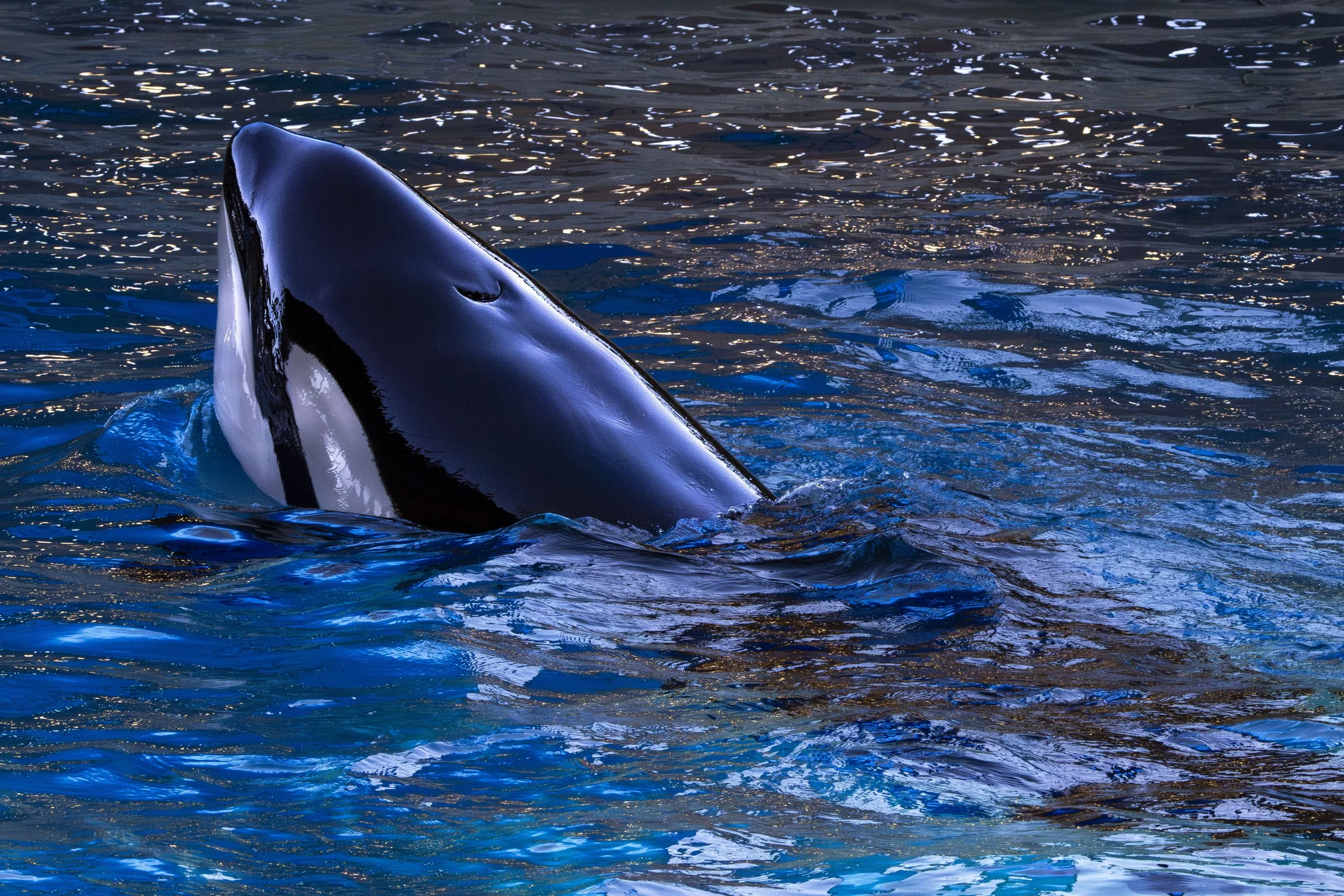 Orca 1.jpg