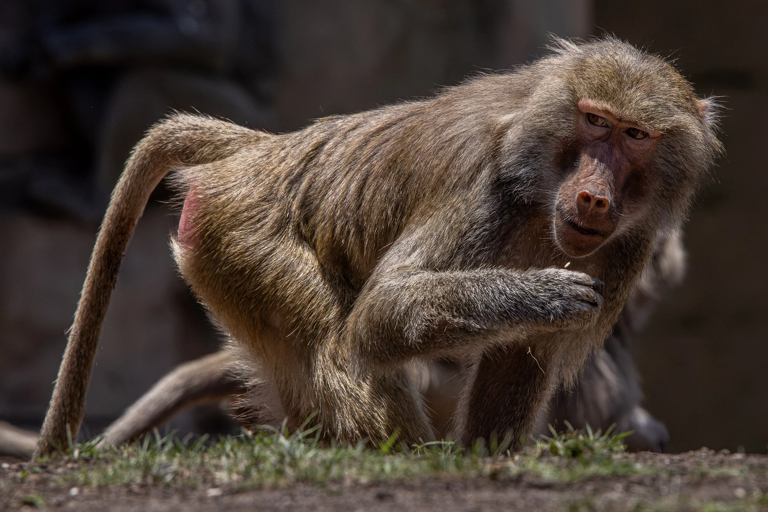 Monkey Eating.jpg