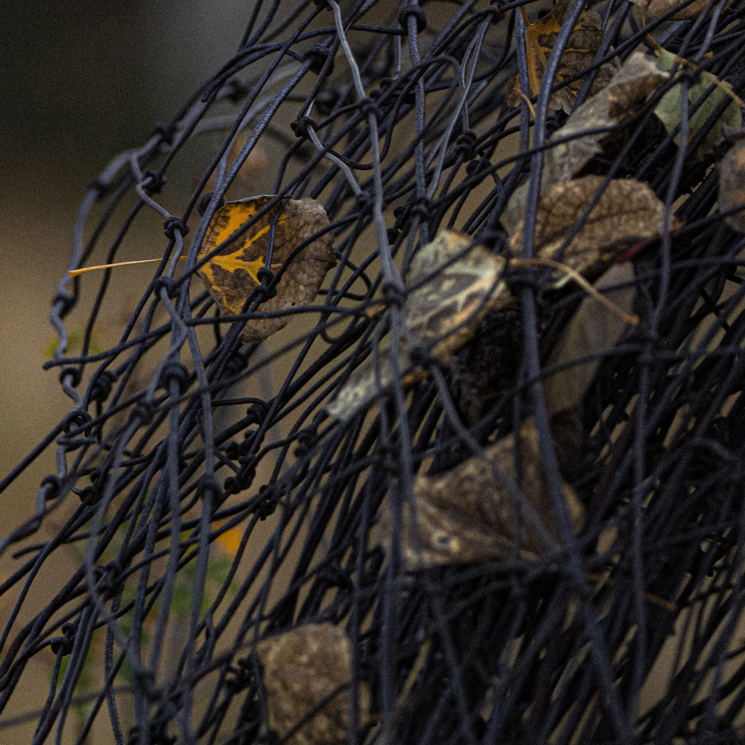 grainy photo of barbwire