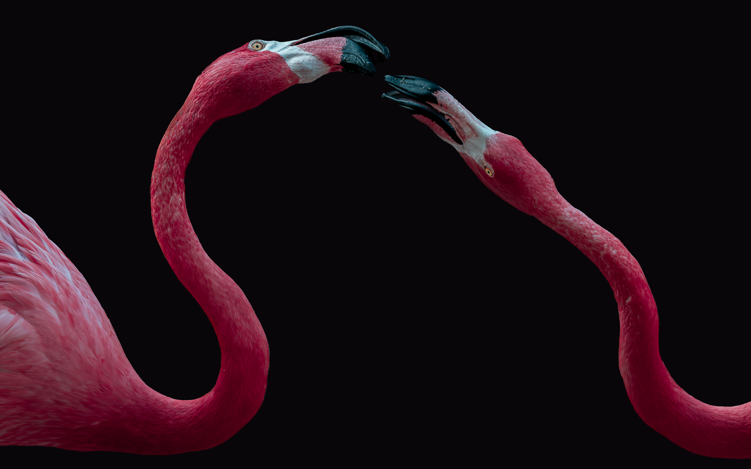 Flamingo Black Background.png