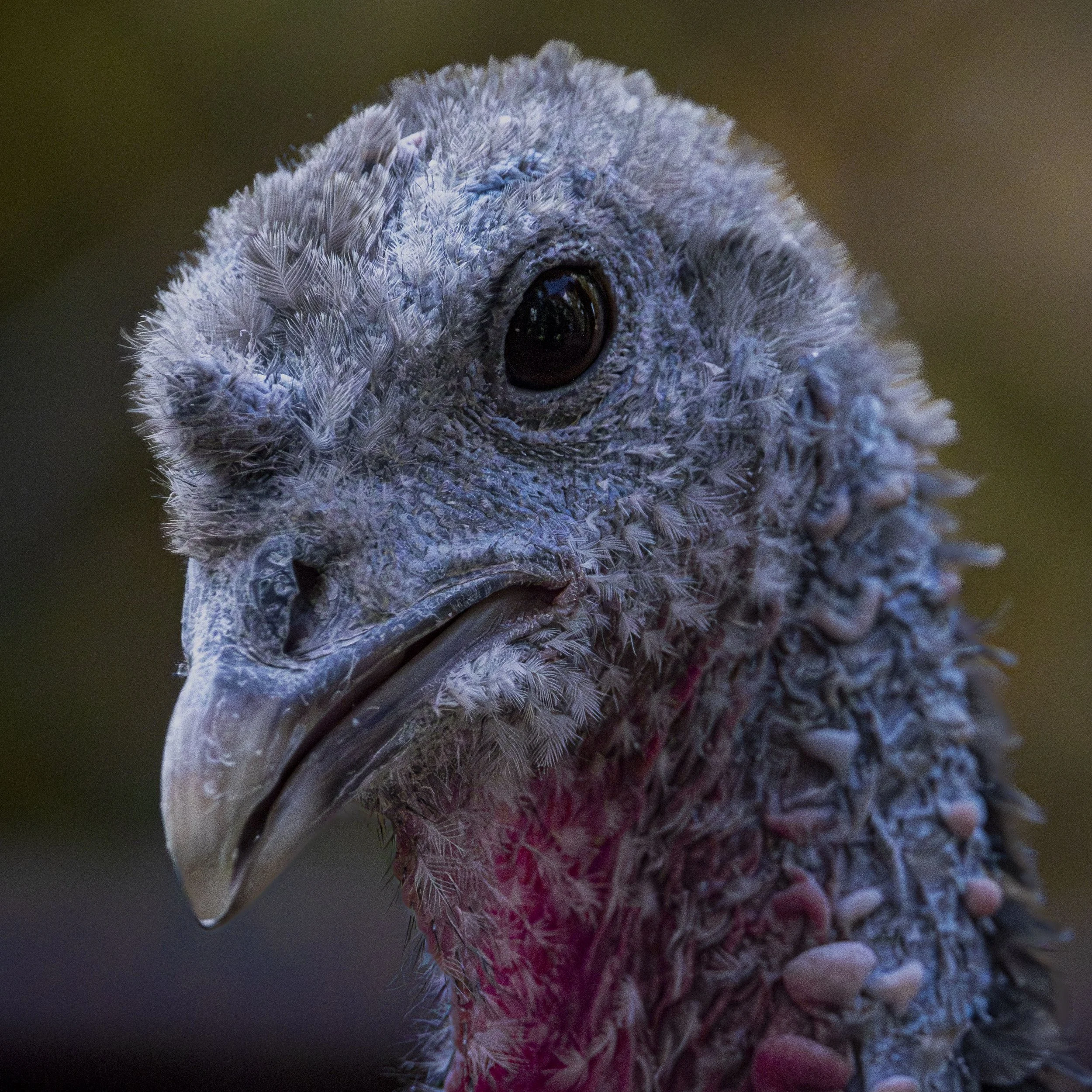 cock.jpg
